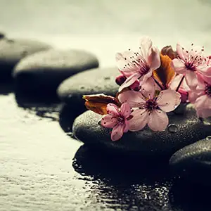 Flowers and rock pool